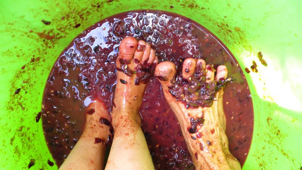 Crushing grapes with feet to make juice