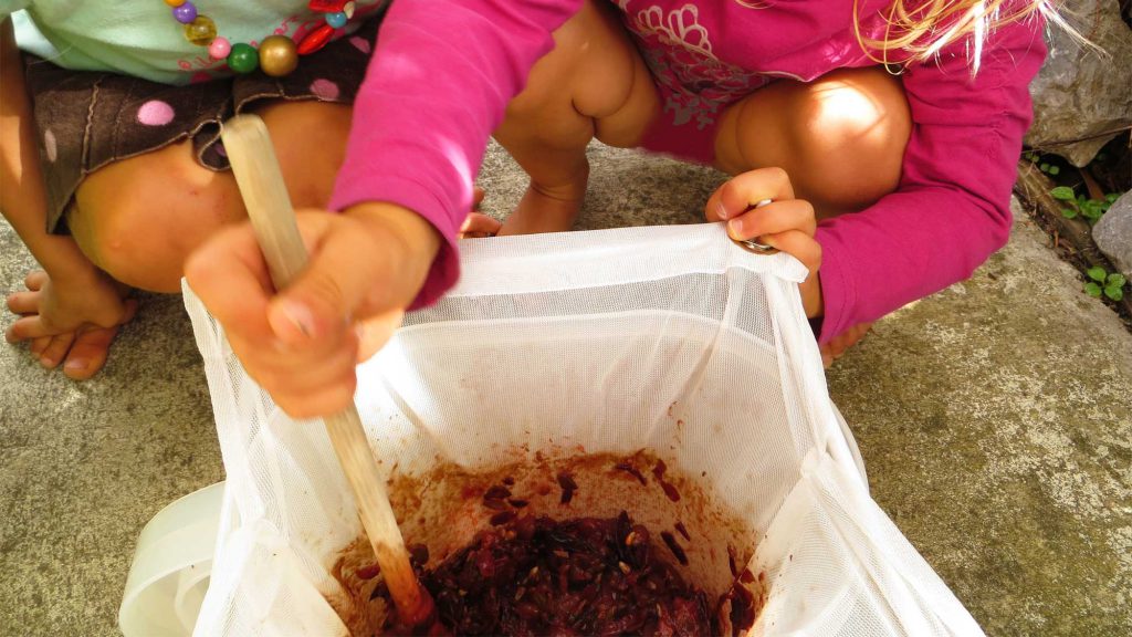 Two girls making juice by straining crushed grapes through cheese cloth